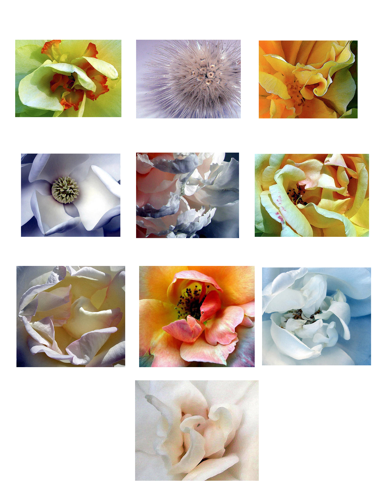 Flower Gallery—Ron Furedi